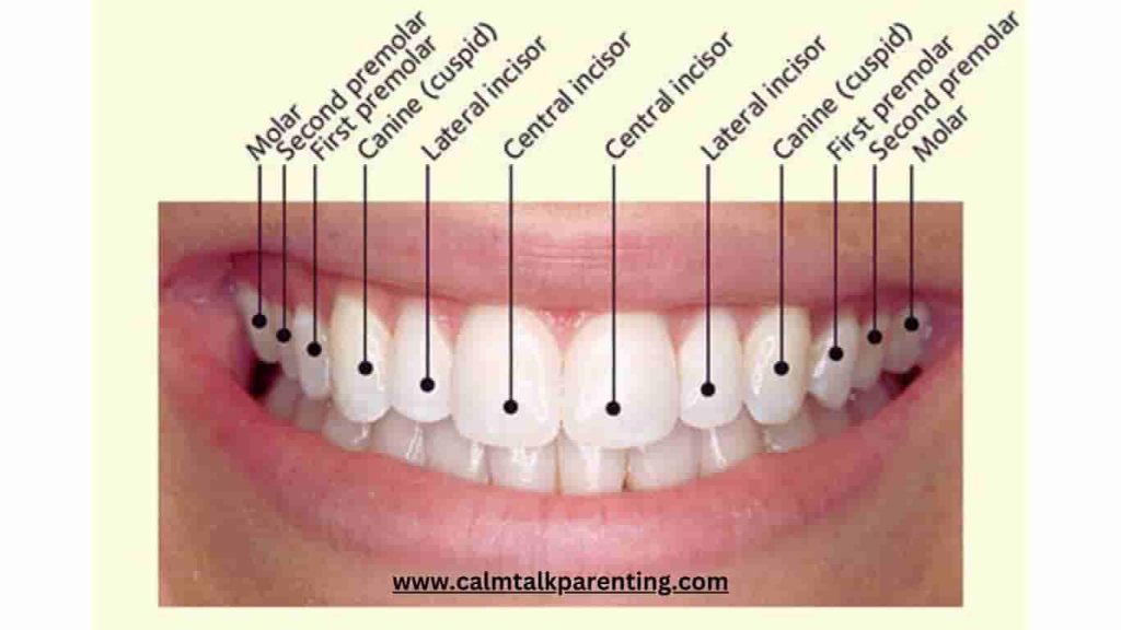 teeth chart, how many teeth kid loss?