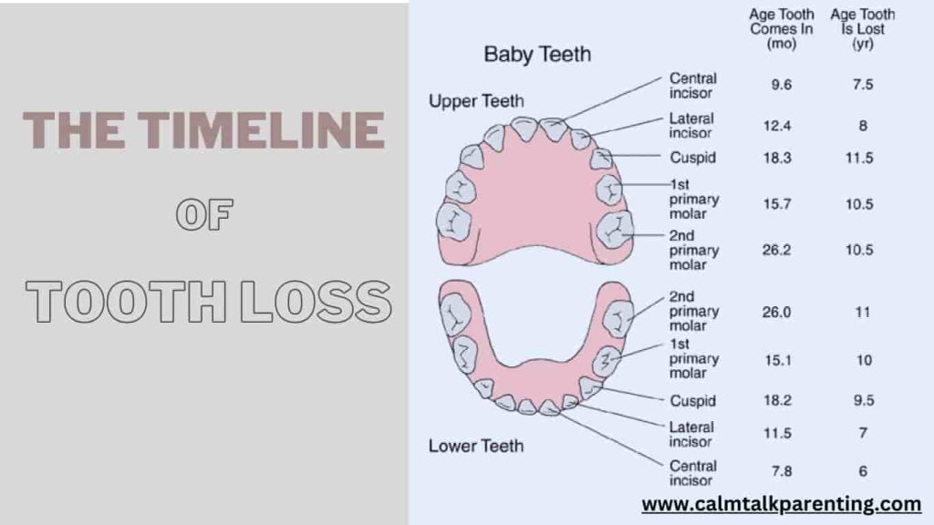 timeline of tooth loss