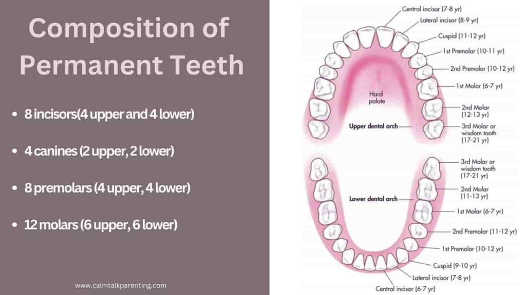 baby teeth vs permanent teeth