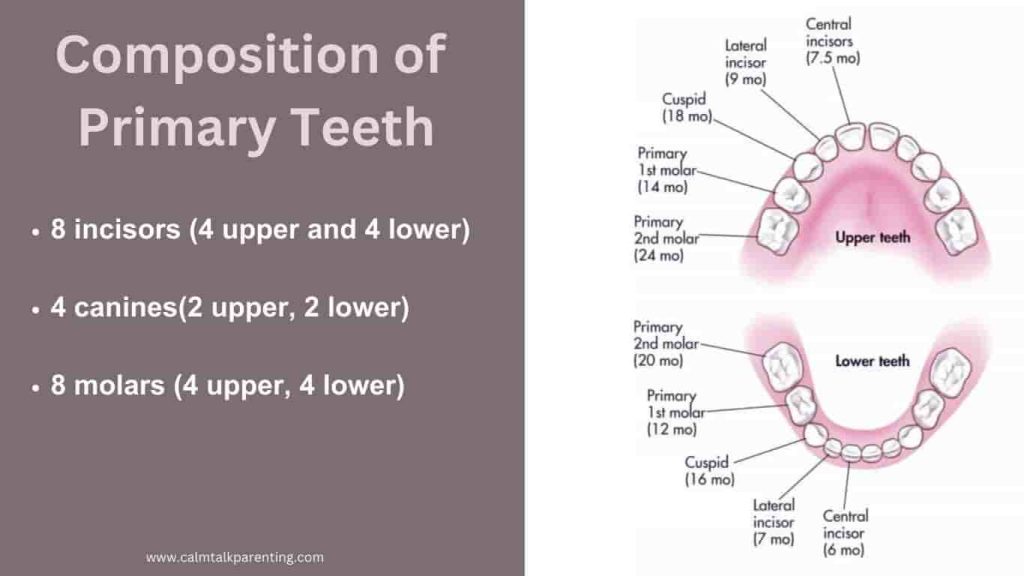 primary teeth vs permanent teeth