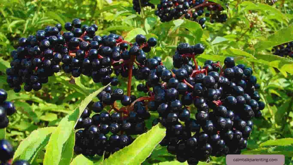 Elderberry plant for syrup