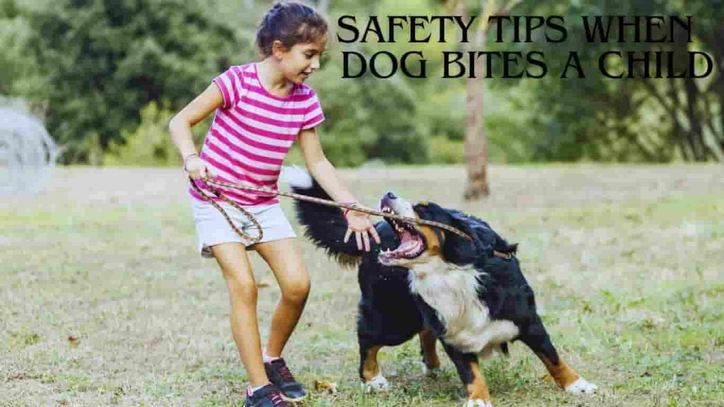 What Happens When a Dog Bites a Child Safety Tips